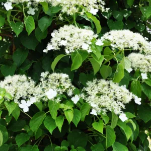 Klätterhortensia