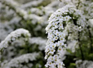 Norskspirea