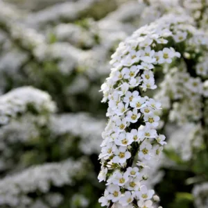 Norskspirea