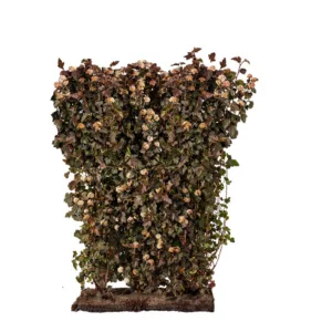 Smällspirea 'Diabolo' Färdig Häck