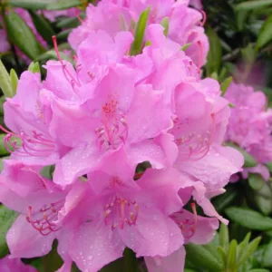 Rhododendron 'Roseum Elegans'