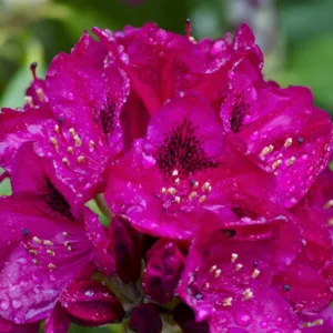 Rhododendron 'Nova Zembla'