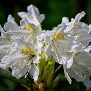 Rhododendron 'Cunningham's White'