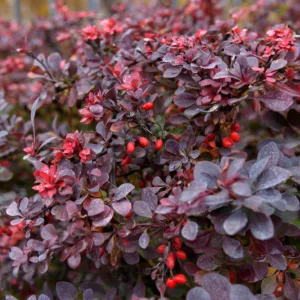 Röd häckberberis