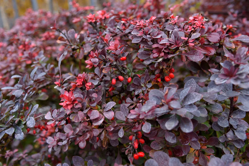 Röd häckberberis