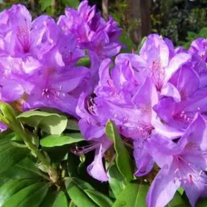 Rhododendron 'Catawbiense Grandiflorum'