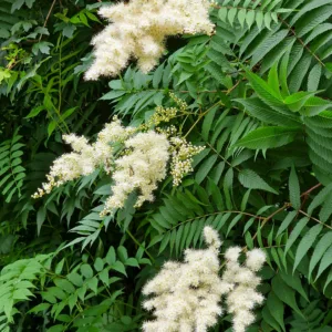 Rönnspirea 'Sem' 40-60 cm