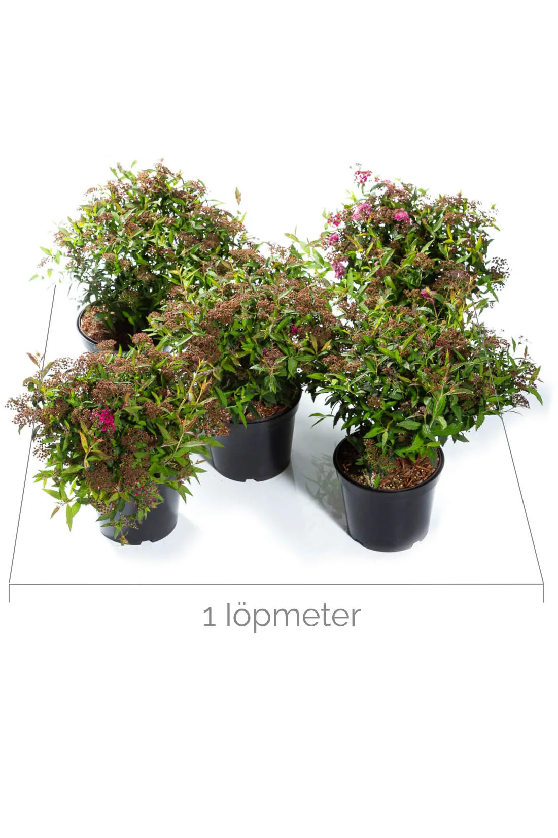 Rosenspirea 'Anthony Waterer' - Bild 2