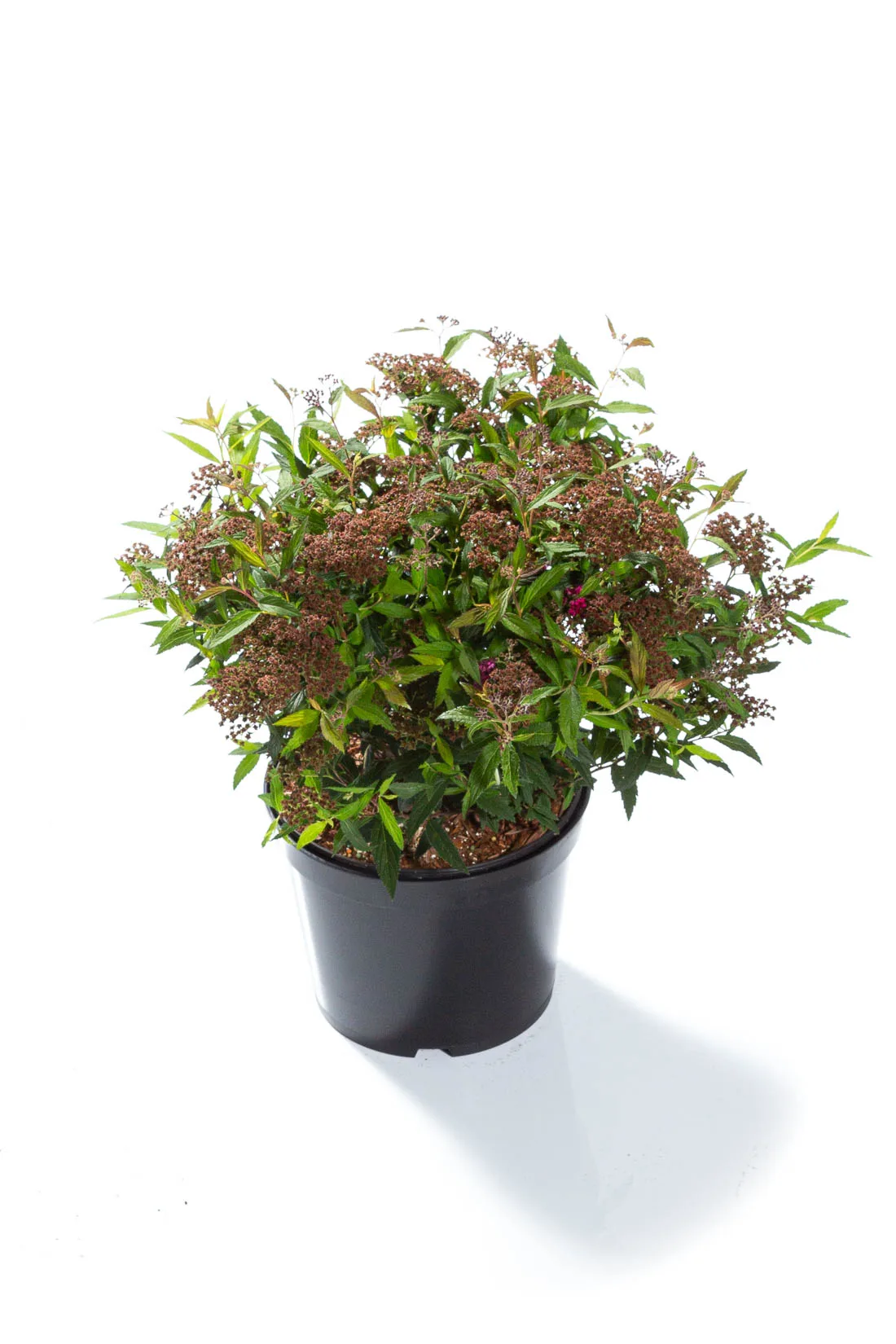 Rosenspirea 'Anthony Waterer' - Bild 3