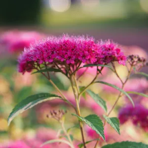 Rosenspirea 'Anthony Waterer'
