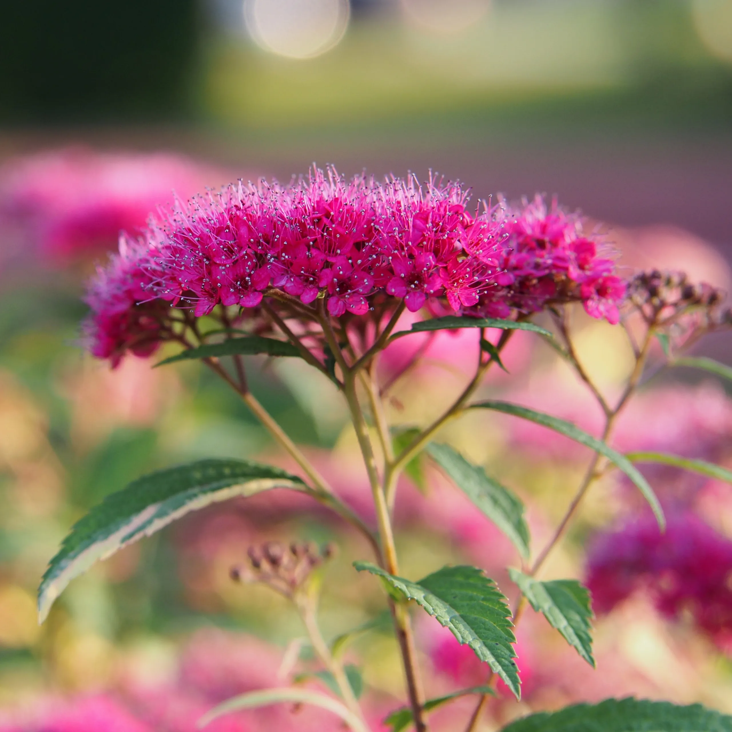Rosenspirea 'Anthony Waterer'