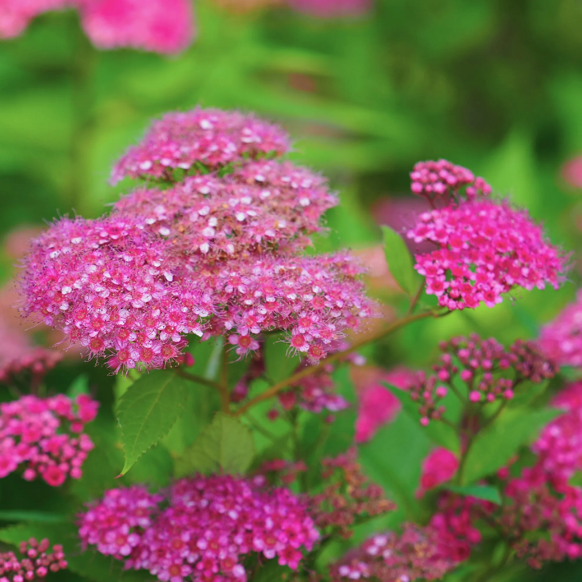 Rosenspirea 'Anthony Waterer' - Bild 4