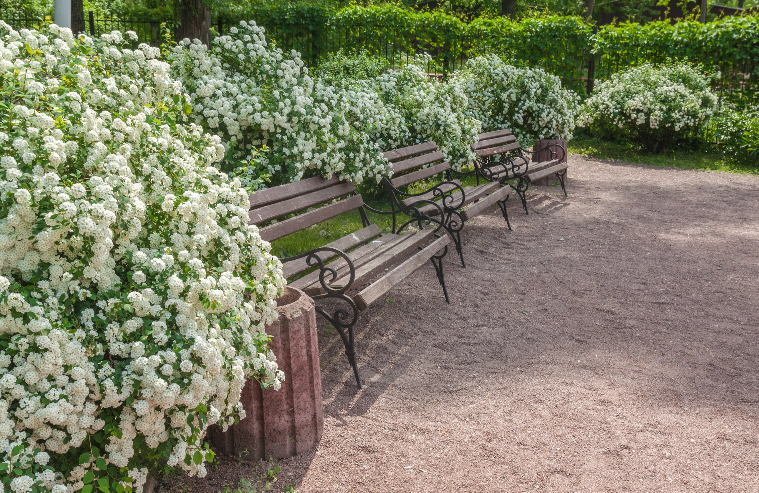 Bukettspirea - Bild 2