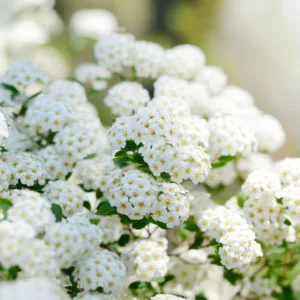 Bukettspirea