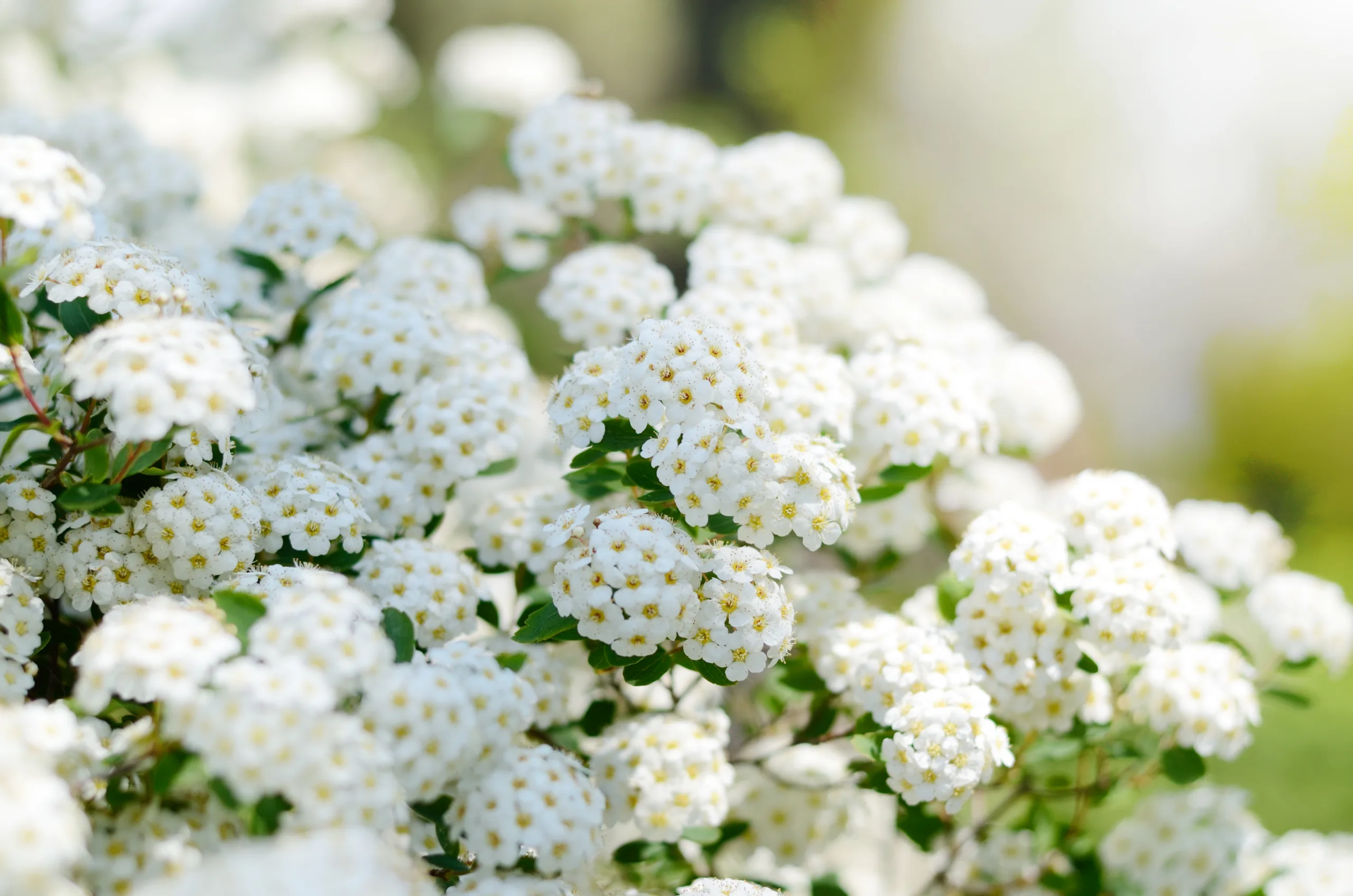 Bukettspirea