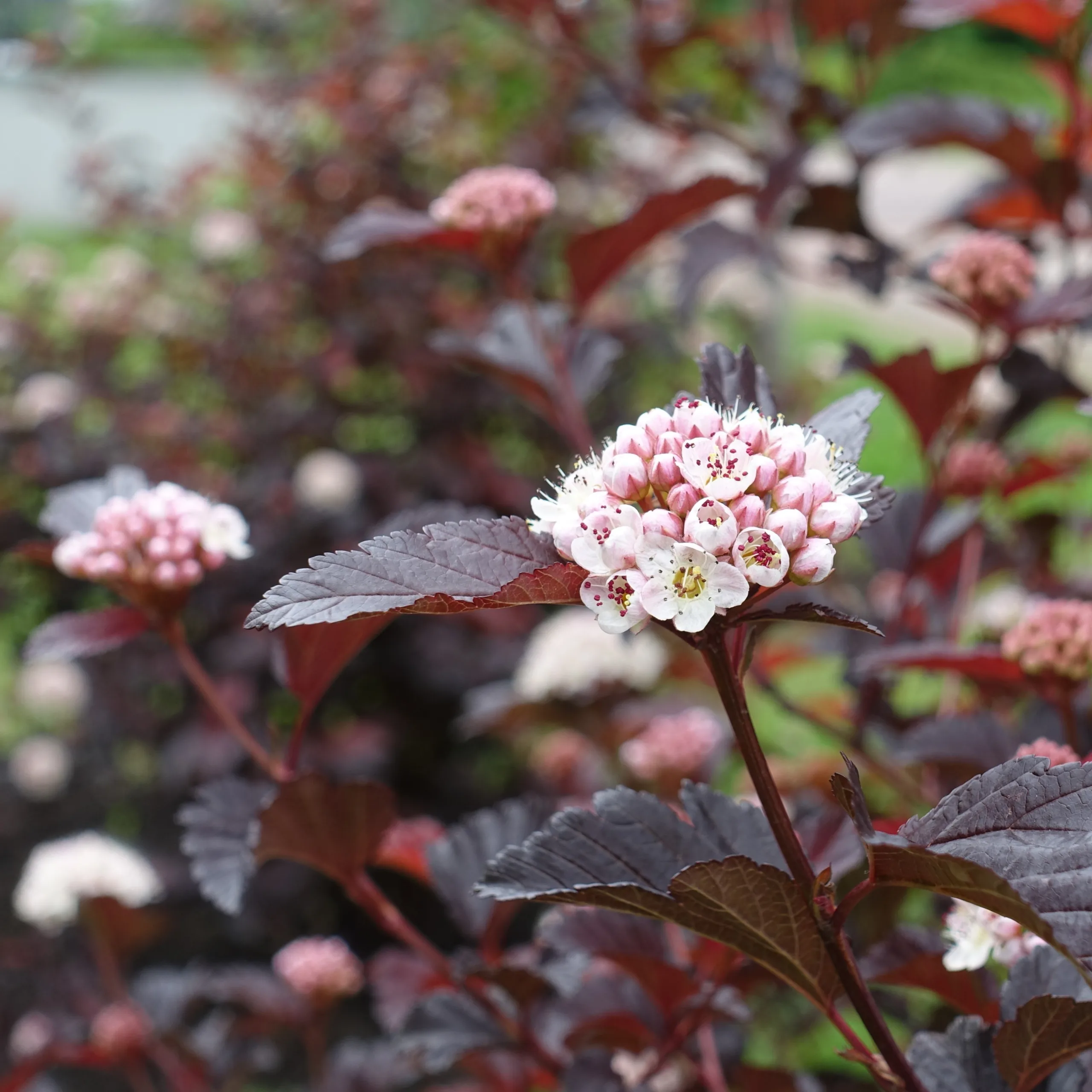 Smällspirea 'Diabolo'