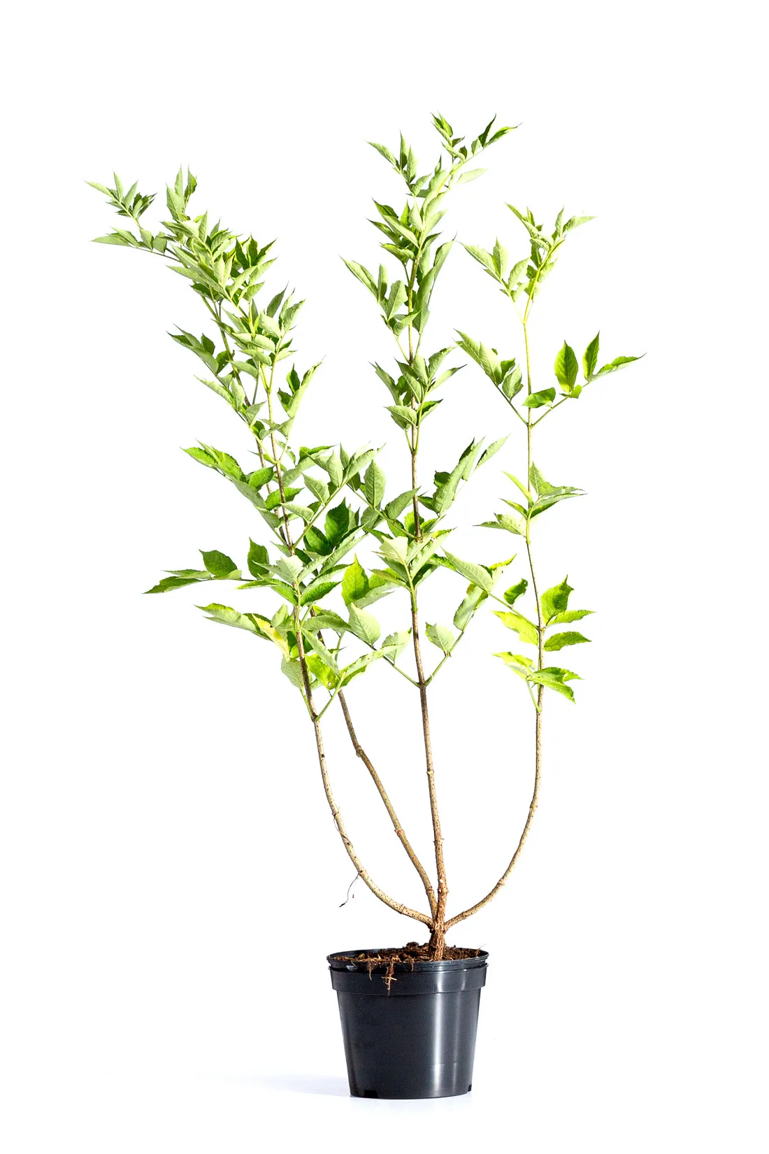 Fläder 60-100 cm - Bild 3