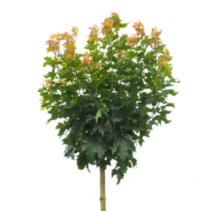 Klotlönn 'Globosum' ca 250-300 cm