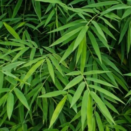 Bergbambu 'Deep Forest'