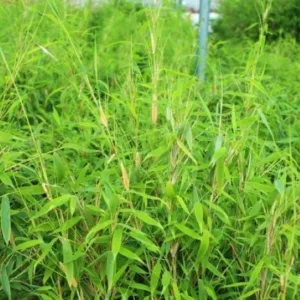 Bergbambu 'Simba'