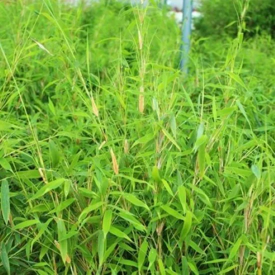 Bergbambu 'Simba'