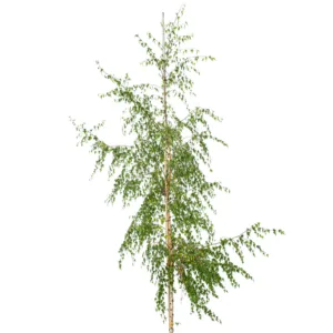 Ornäsbjörk 'Dalecarlica' ca 400-500 cm