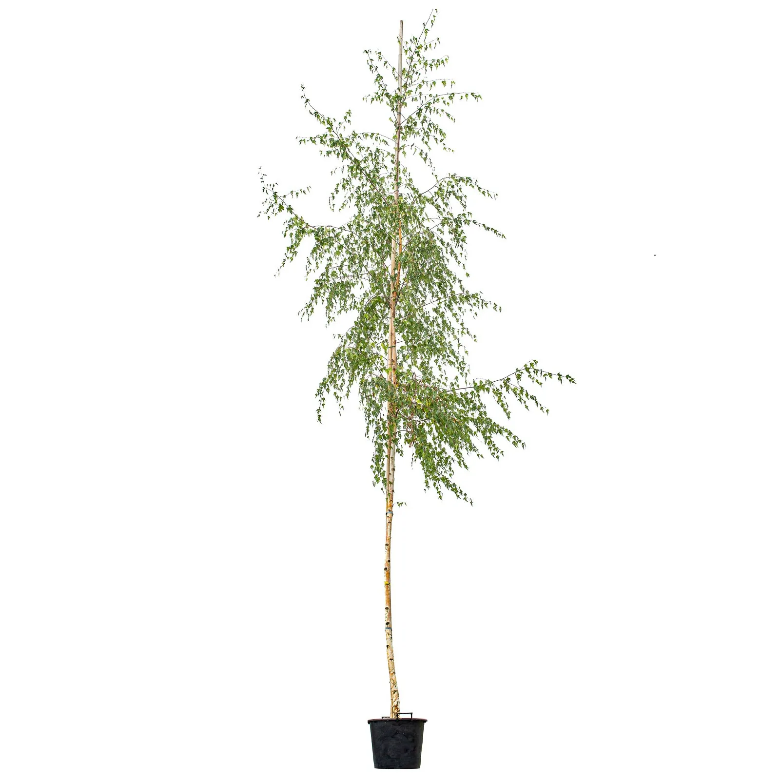 Ornäsbjörk 'Dalecarlica' ca 400-500 cm - Bild 2