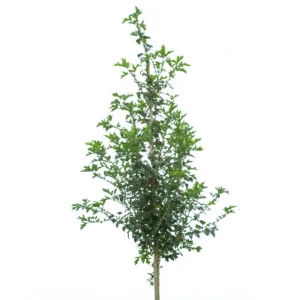 Pärlhagtorn 'Toba' ca 400-500 cm