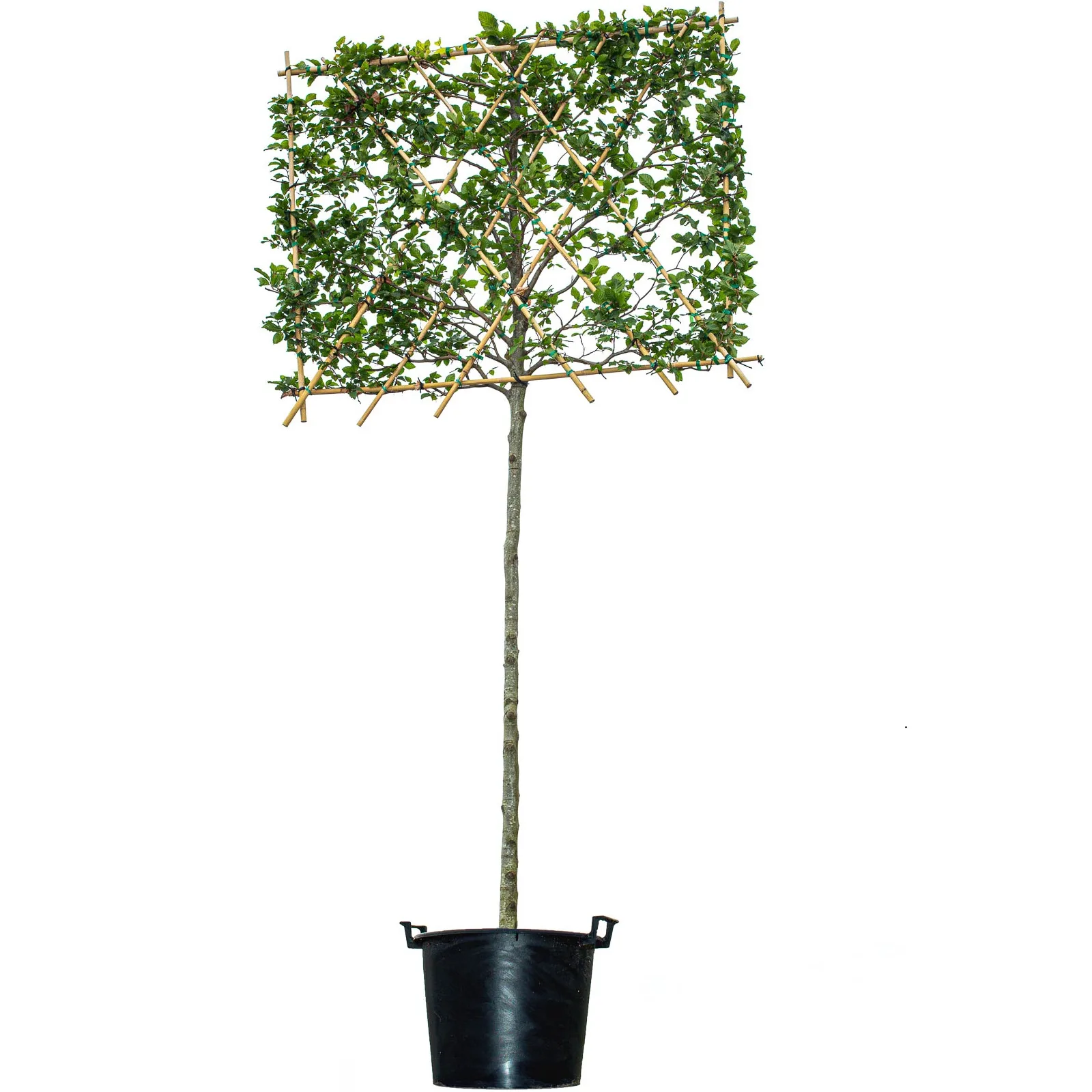 Bok spaljerad ca 300-350 cm - Bild 2