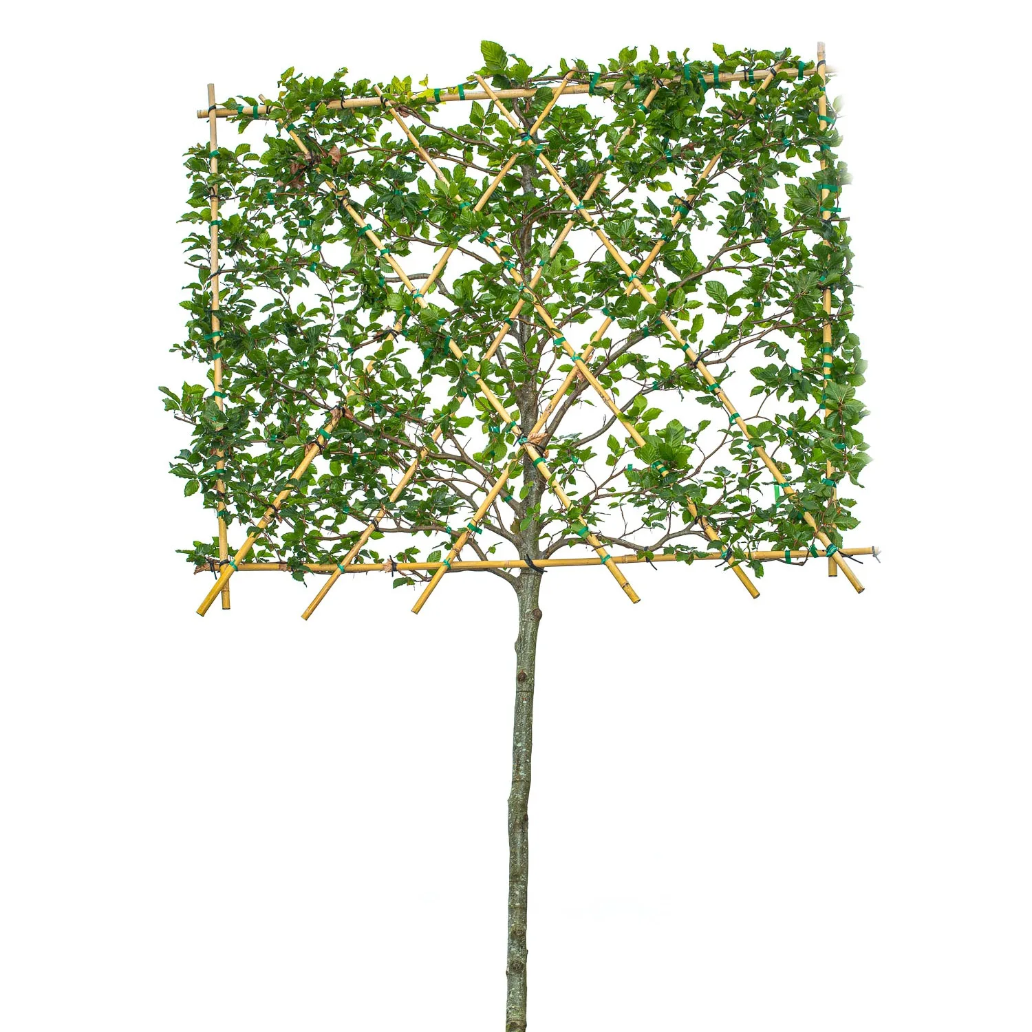 Bok spaljerad ca 300-350 cm