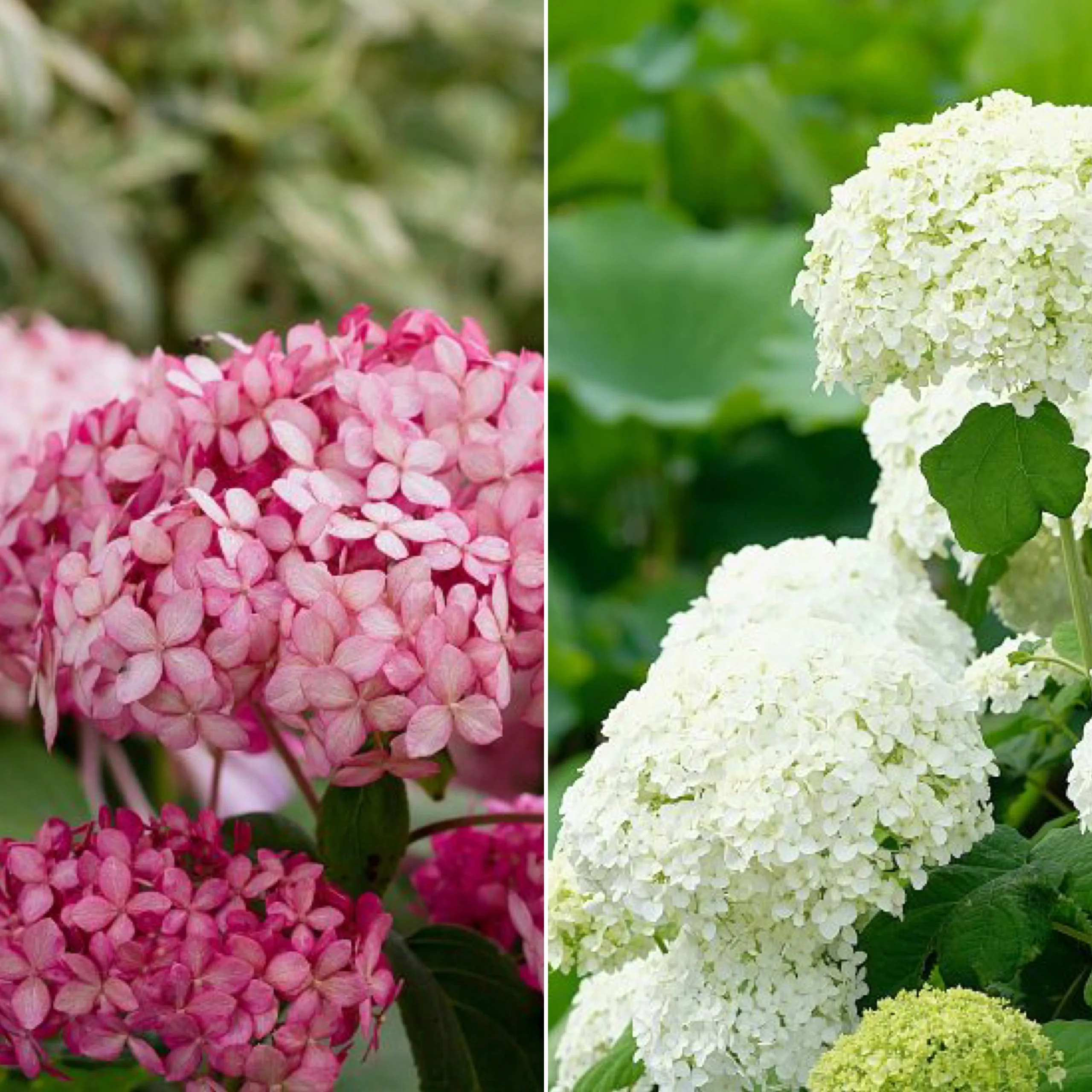 Buskmix "Hortensia" 40-60 cm