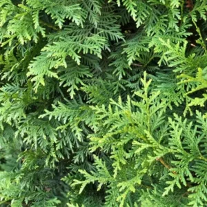 Thuja Brabant Rotklump