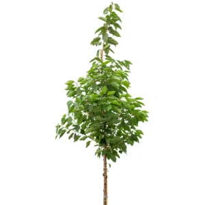 Fylldblommigt fågelbär 'Plena' ca 400-500 cm