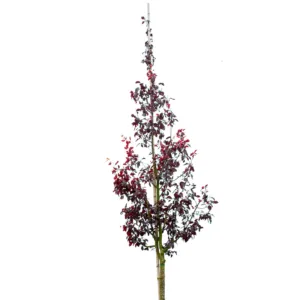 Blodplommon 'Nigra' ca 400-450 cm