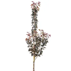 Japanskt körsbär 'Royal Burgundy' ca 400-500 cm