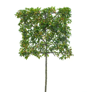 Prydnadsapel 'Red Sentinel' spaljerad ca 300-350 cm