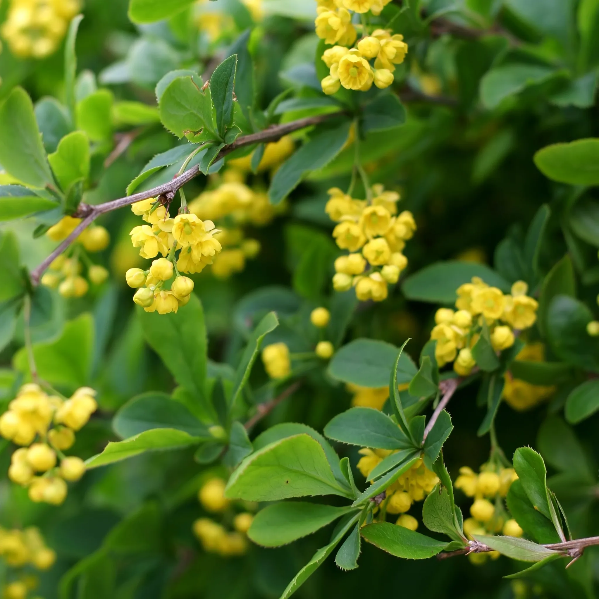 Häckberberis