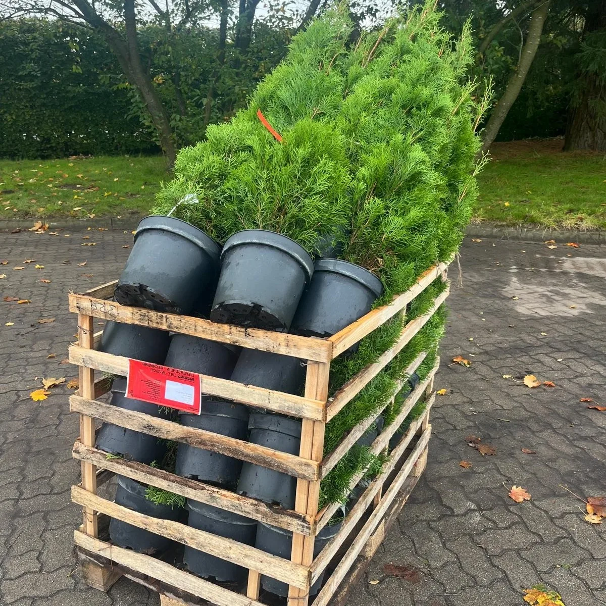 Thuja Smaragd 40 meter häck
