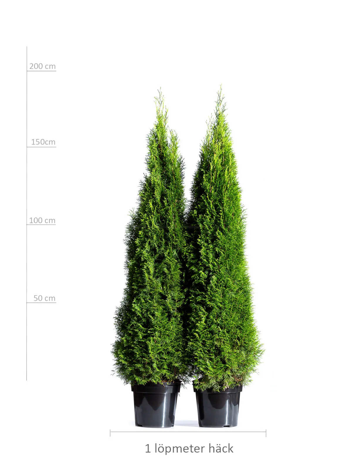 Thuja Smaragd 20 meter häck - Bild 2