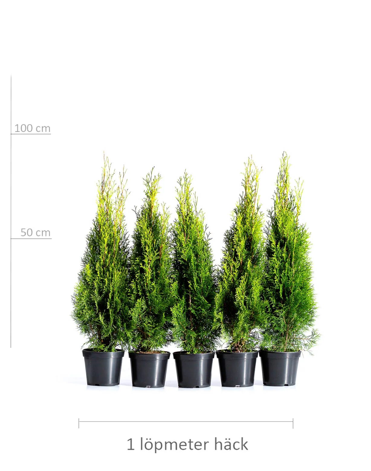 Thuja Smaragd 50 meter häck - Bild 2