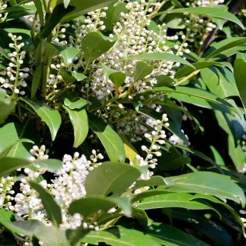 lagerhägg