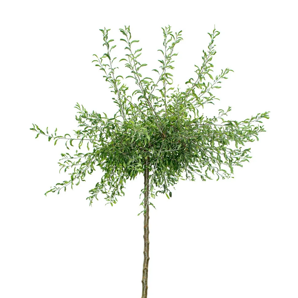 Hängande Silverpäron ca 250 cm
