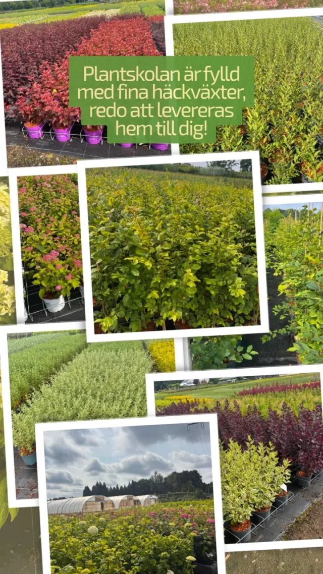 🍂 HÖSTSÄSONGEN ÄR HÄR! 🌿Nu är plantskolan fylld med massor av fina växter – redo att flytta hem till dig! 🪴🌳Höstplantering är perfekt för att ge trädgården en nystart. Vi har häckväxter, träd, buskar och mycket mer – och det bästa av allt? Vi levererar hela vägen hem till dig! 🚛💚🌱 Plantera i höst – njut i många år framöver.
🚛 Smidig hemleverans
🏡 Växter för både små och stora trädgårdarFyll trädgården med nytt liv i höst! 🍂
👉 Spana in vårt sortiment och beställ på Häckspecialisten.se!#häckspecialisten #trädgårdsinspiration #planterahäck #häckväxter #trädgård