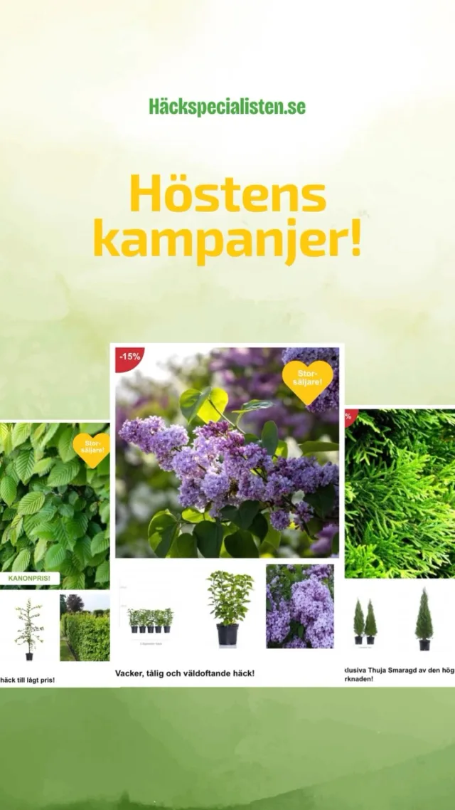 Höstens bra kampanjer är nu uppe på hemsidan! Välj bland populära häcksorter som thuja, bok, avenbok och liguster. Många till finfina priser, perfekt för en höstplantering nu när vädret är som bäst!Välkommen in till oss @hackspecialisten.se 🌿#trädgårdsinspiration #häckspecialisten #häckväxter #planterahäck #trädgårdsinspo