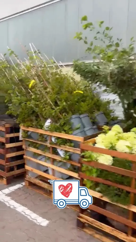 Lite av veckans leveranser 🌿🚚
Idag rullar våra bilar ut med massor av växter och häckar till kunder runt om i Sverige! 🌱Från oss till er – redo att planteras och skapa gröna, fina utemiljöer. 💚Tack för att ni väljer oss!
Trevlig helg från hela gänget på Häckspecialisten! 🌿#häckspecialisten #häck #trädgård #trädgårdsinspiration #färdighäck