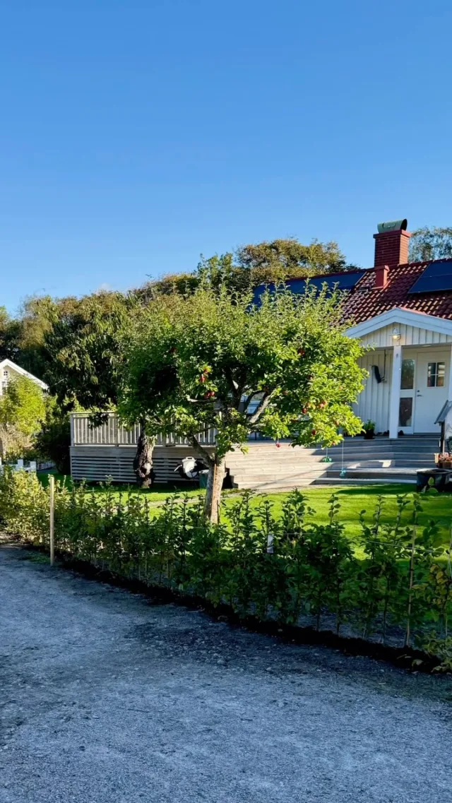 🌿 Vilken skillnad en fin häck kan göra! 🌿Här har vår glada kund planterat hela 155 st avenbok, 80–100 cm – och så fint det blev! 😍En härlig inramning av tomten som kommer bli ännu tätare och vackrare för varje säsong. Ett riktigt bra jobb med planteringen – nu är det bara att ge häcken lite kärlek och se den växa till sig! 🌱Tack för att vi fick följa med på resan – och stort lycka till med er nya avenbokshäck! 🌿#avenbok #häck #trädgårdsdröm #kundbild #svenskträdgård