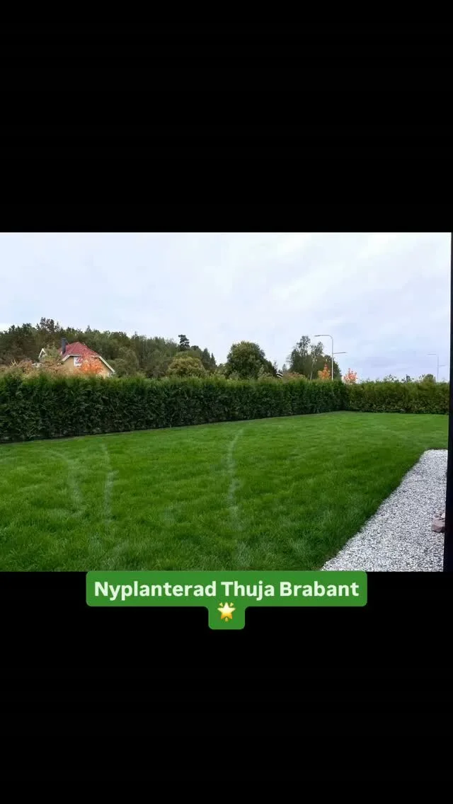 🌿 Nyplanterad Thuja Brabant XXL Premium! 🌿Vilket resultat! 🤩 Här har vår kund i Västerås planterat Thuja Brabant 175–200 cm, XXL Premium i 20-literskruka – och redan från dag ett får man ett välvuxet, tätt och grönt resultat.✨ Insynsskydd direkt
🌲 Stor och kraftig häck från start
💚 Tät, grön och elegant inramning av trädgården
🏡 Ett fantastiskt lyft för hela tomten!Med en större häck slipper du vänta i flera år på att få den där täta känslan – du får ett färdigt och rejält insynsskydd på en gång.Tack för att vi fick vara med och skapa den här fina häcken! 🌿💚#häckspecialisten #thujabrabant #thuja #thujahäck #Insynsskydd