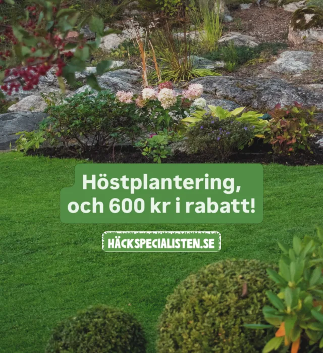 🍂 Plantera nu – njut i vår! 🌿Hösten är en av de bästa tiderna för plantering! Jorden är fortfarande varm, luften svalare och växterna får en perfekt start inför våren. 🌱🍁 Just nu får du 600 kr i rabatt på din beställning med leverans under hösten! @hackspecialisten.sePassa på att skapa din drömträdgård redan nu – så kan du njuta av grönskan när våren kommer! 💚🌿 Handla på www.hackspecialisten.se#trädgård #höstplantering #planterahäck #trädgårdsinspo #plantera